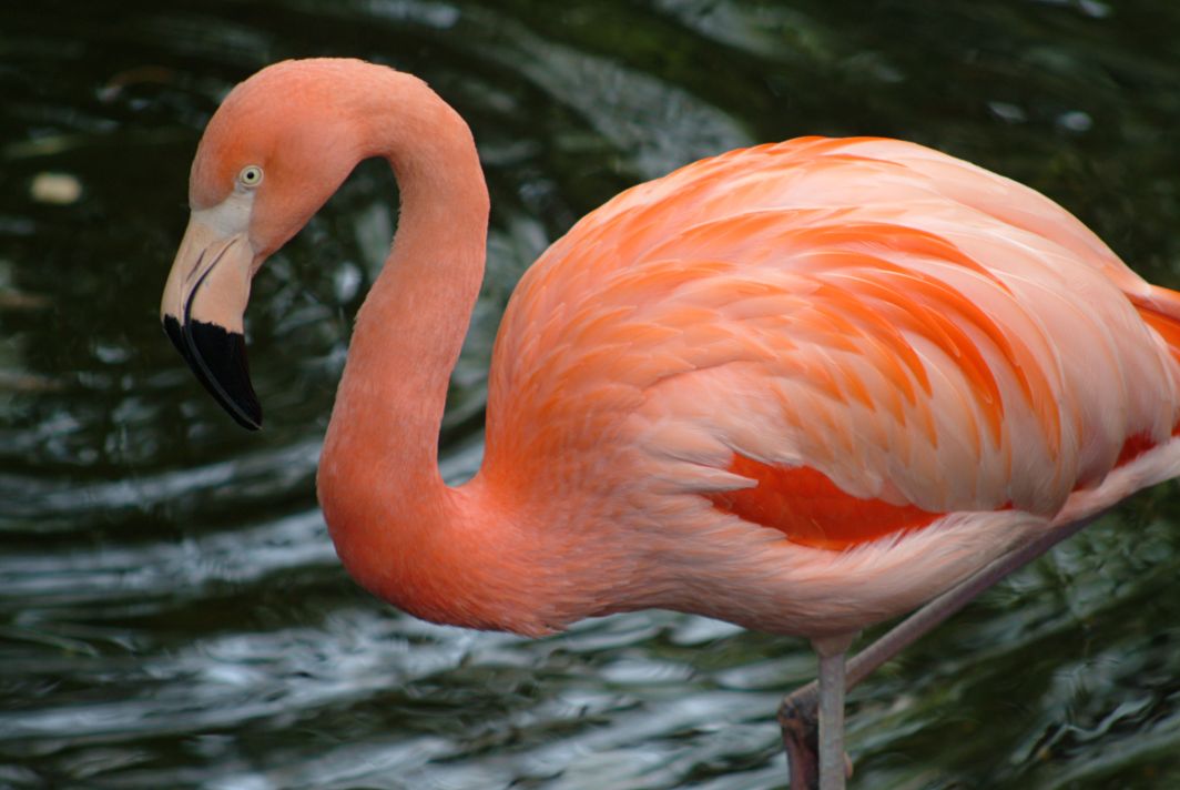 Flamingo Birds Wallpaper