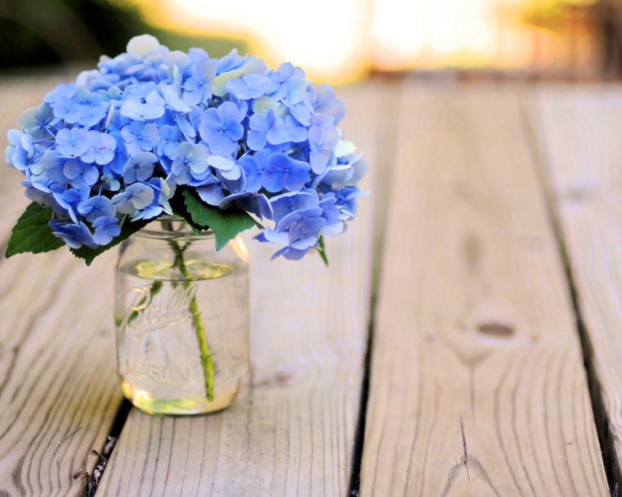 Hydrangea High Quality And Resolution Wallpaper On