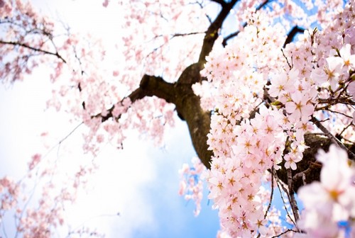 Cherry blossom tree wallpaper   All about the goods 500x336