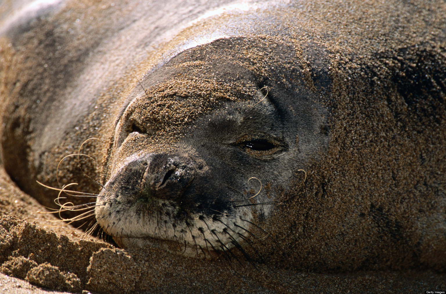 Who Would Kill A Monk Seal Wallpaper