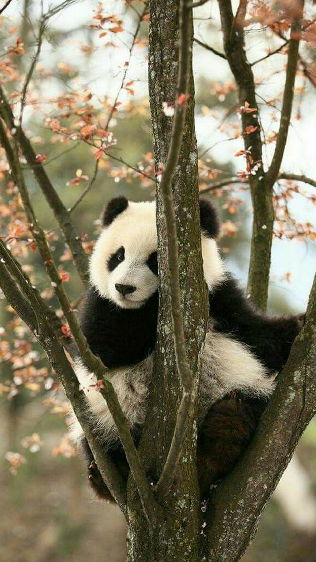 Panda iPhone Wallpaper HD