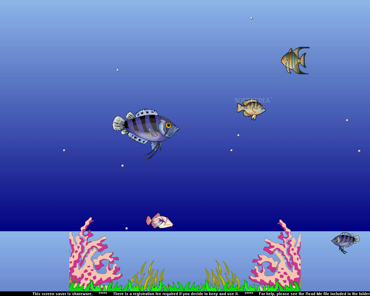 Forth Across Your Screen While Smaller Fish Move In The Background