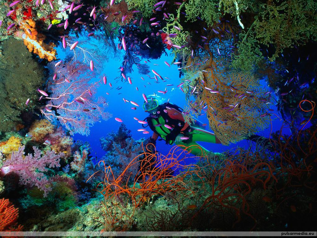 Pink Fish Ocean Life Deluxe Wallpaper Marine Biology