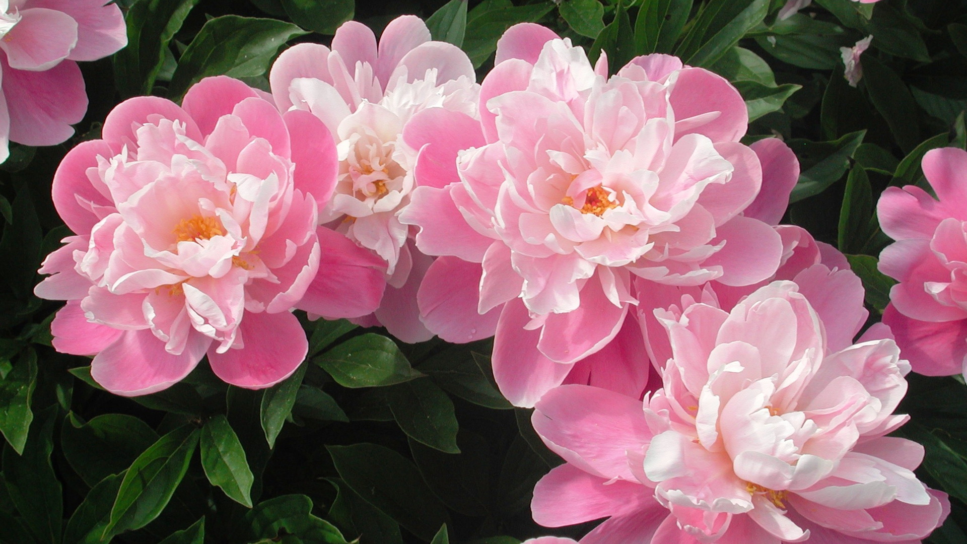 Pink And White Cute Best Flowers Wallpaper By Vdelta Revelwallpaper