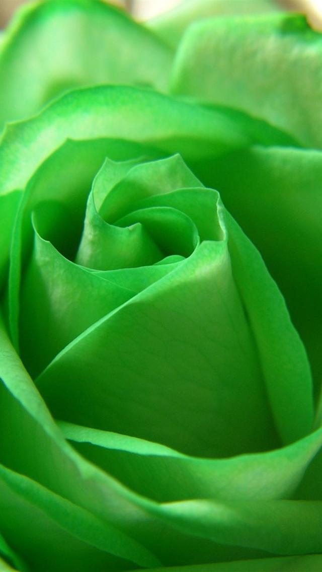Green Rose iPhone Wallpaper HD Background