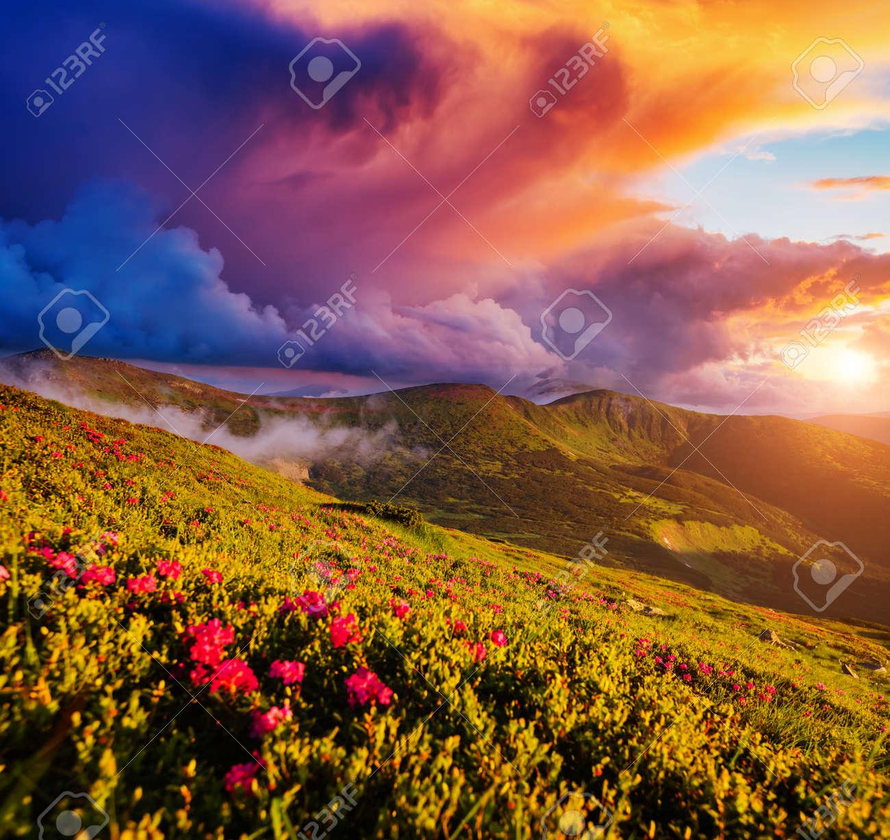 Unusual Summer Scene With Flowering Hills In The Evening Location