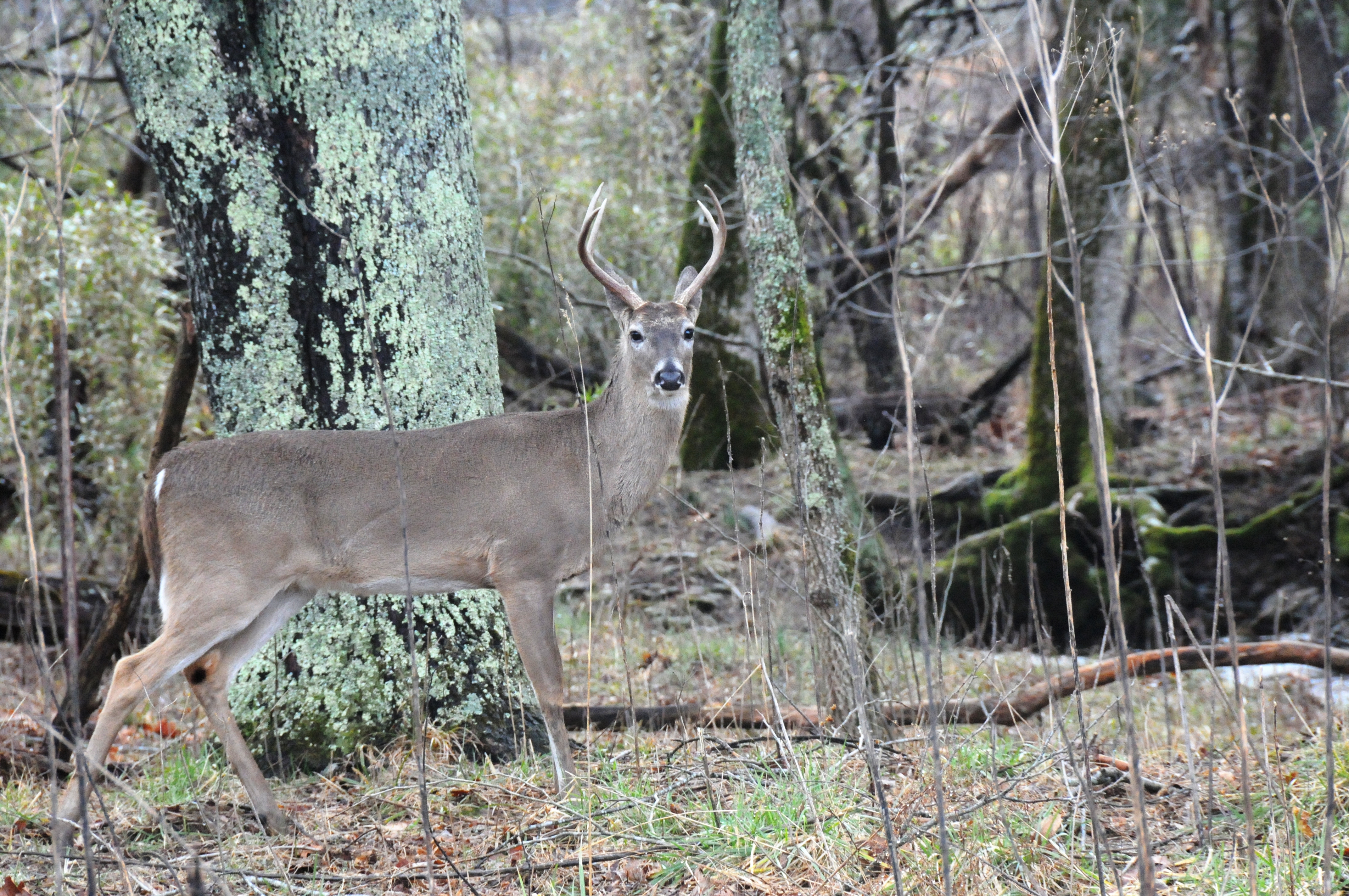 [41+] Realtree Wallpaper for Sale on WallpaperSafari