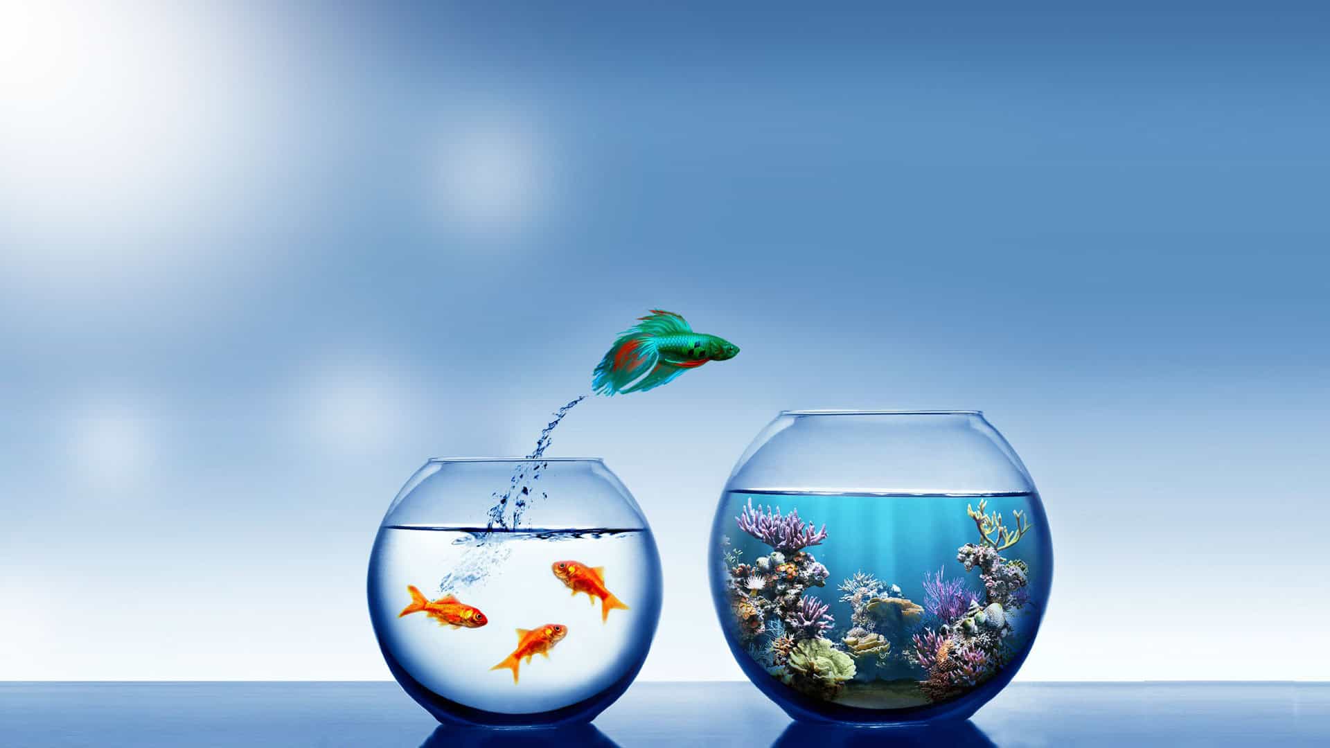 Beautiful Fish Wallpaper