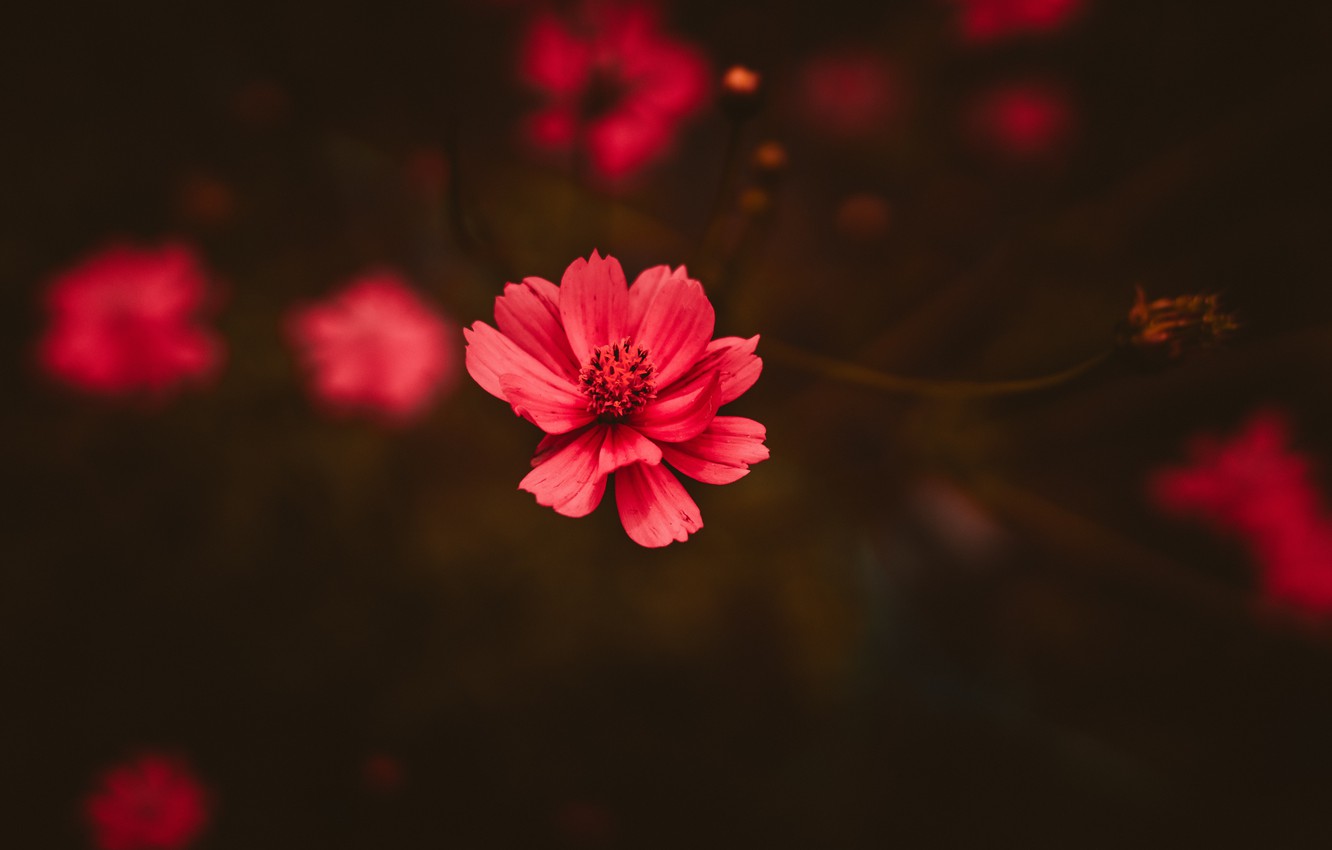 Wallpaper Color Flower Plant Plants Flowers