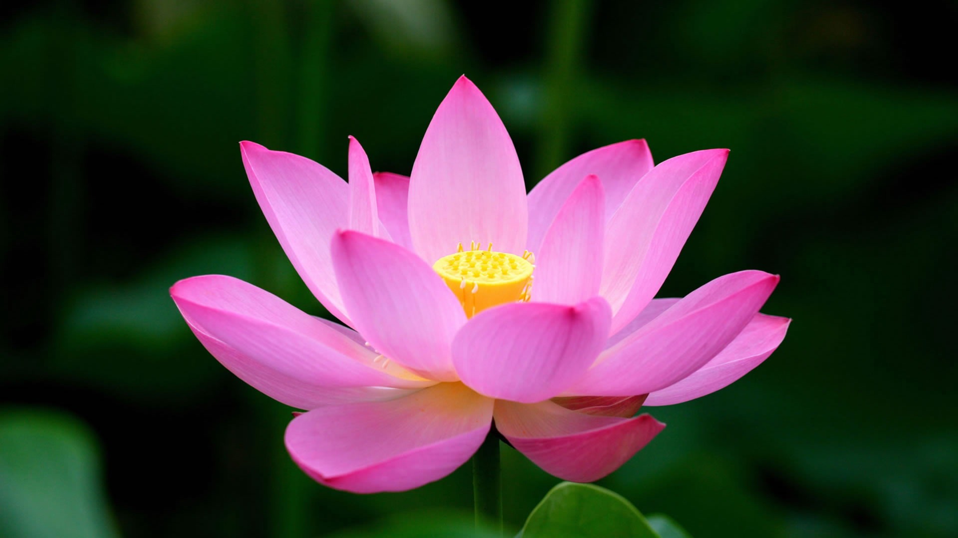 Pink Lotus Flower Wallpaper