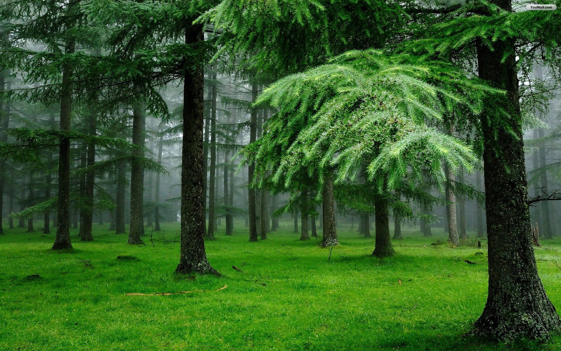 [48+] Pine Forest iPhone Wallpaper on WallpaperSafari