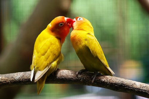 HD Yellow Love Birds Wallpaper