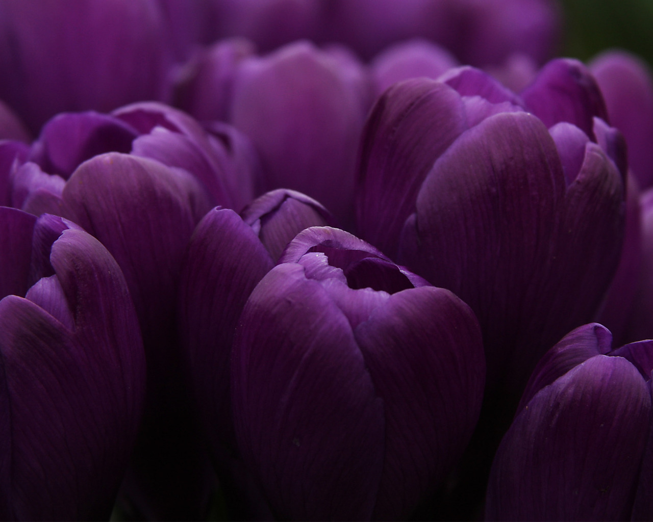 Purple Tulips Desktop Wallpaper