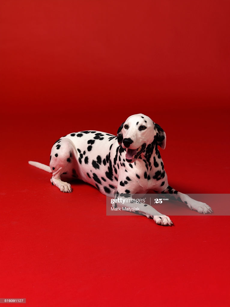 Dalmation On Red Background High Res Stock Photo Getty Image