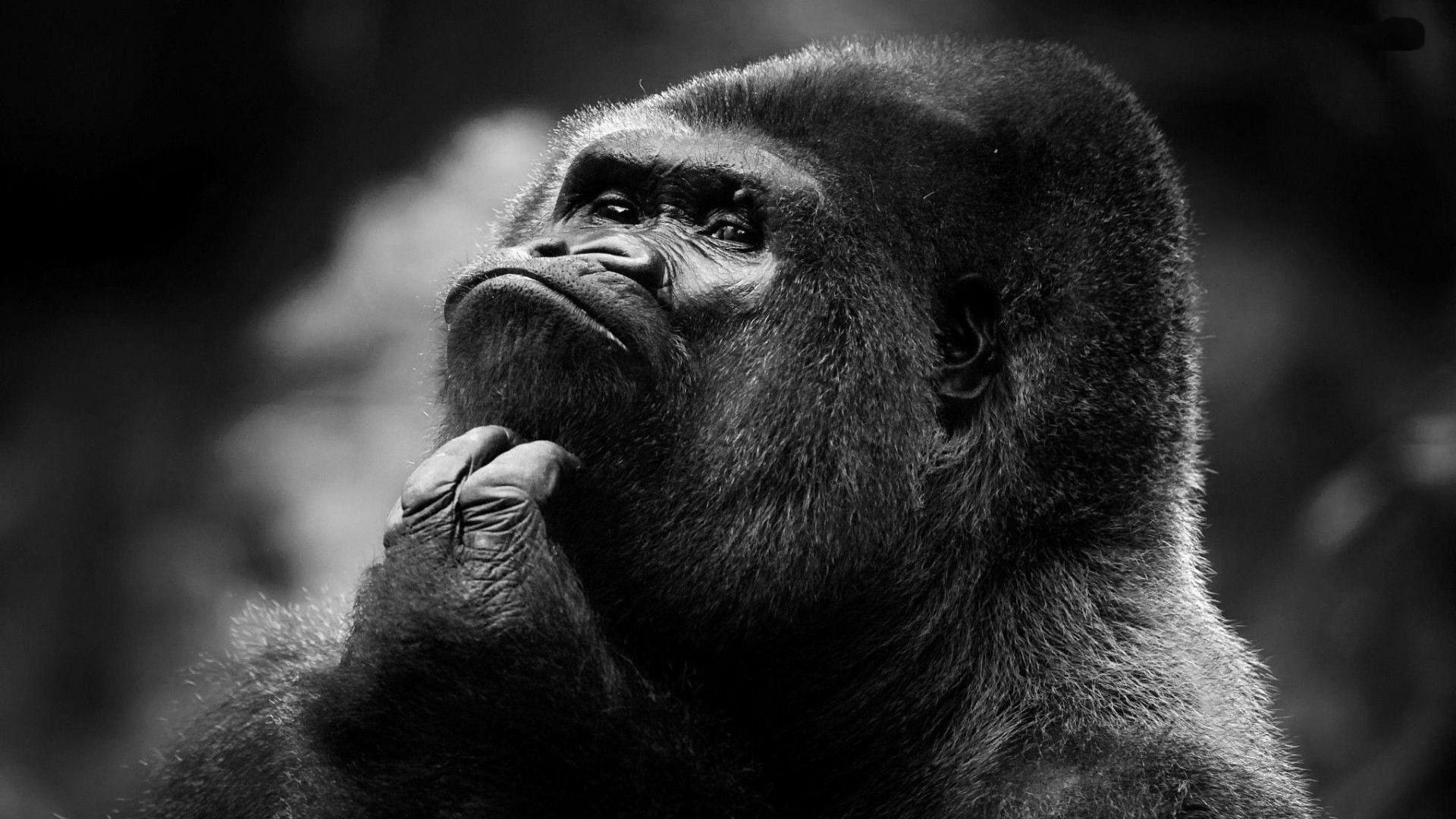 Silver Back Gorilla Wallpaper For Android Apk