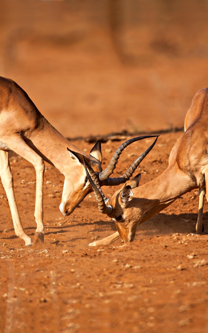 Animal Springbok HD Wallpaper