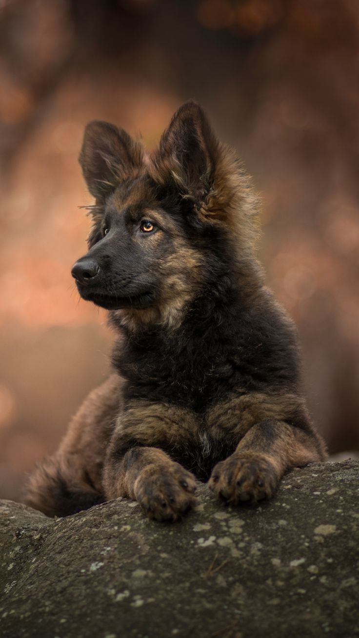 Tier Deutscher Sch Ferhund Mobile Wallpaper Gsd