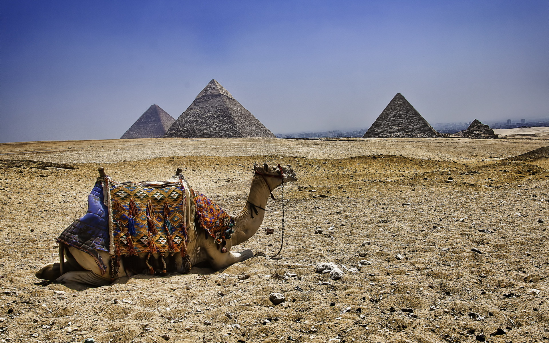 Animal Camel Wallpaper