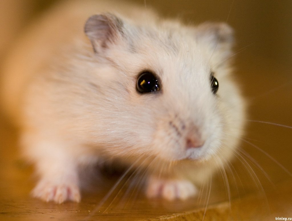 hamster video free download