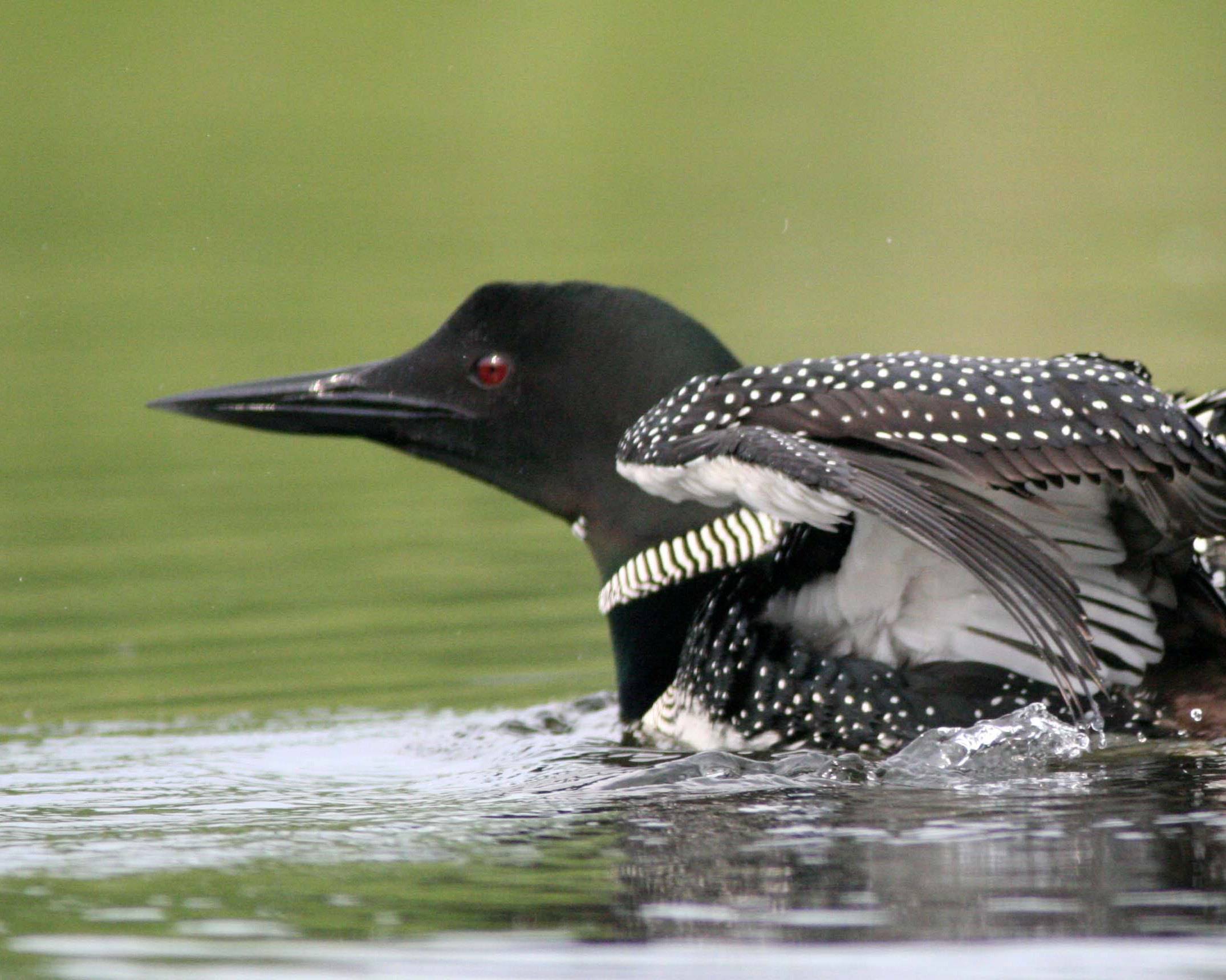 Loon Wallpaper High Quality And Resolution