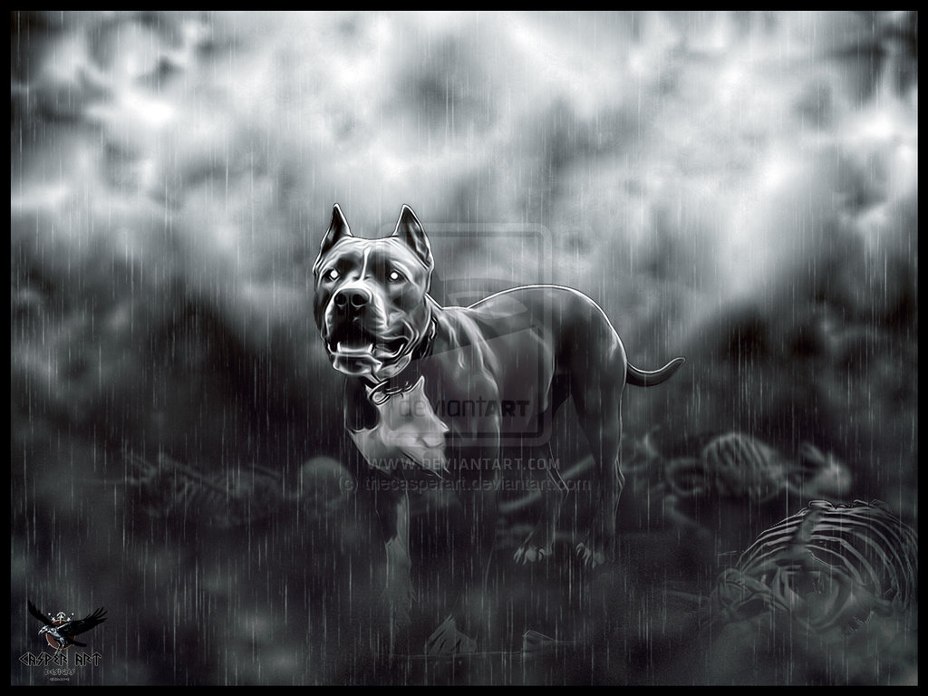 Pitbull Terrier Wallpaper Murphy By