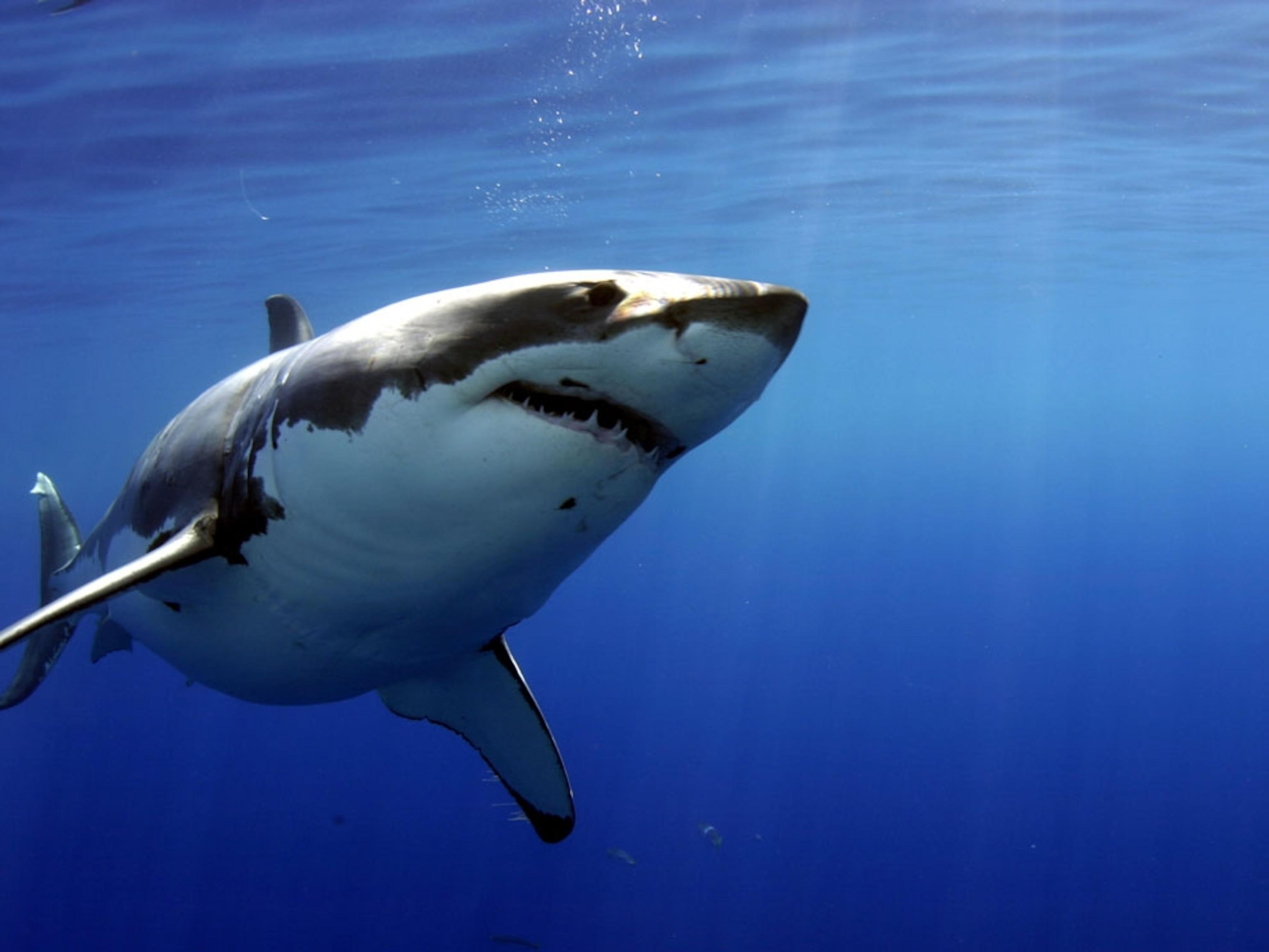 Underwater Photos Ocean Wildlife Pictures Wallpaper National