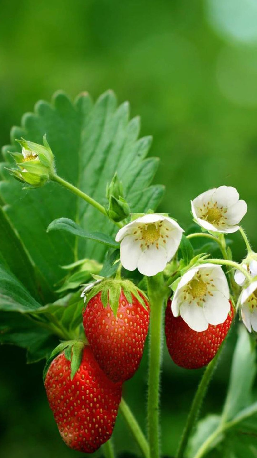 Strawberry Flower Online Off Ilikepinga