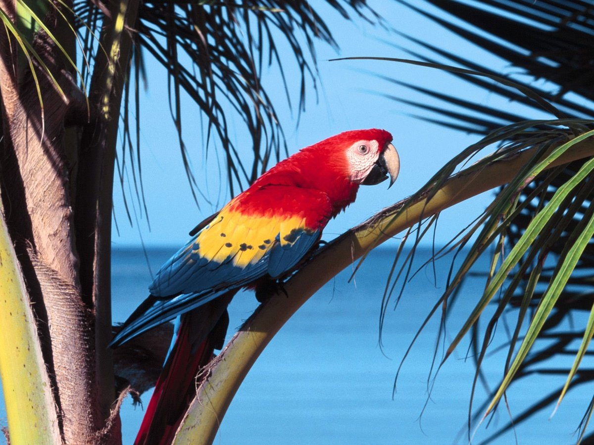 Scarlet Macaw Wallpaper Animals Wallpapers