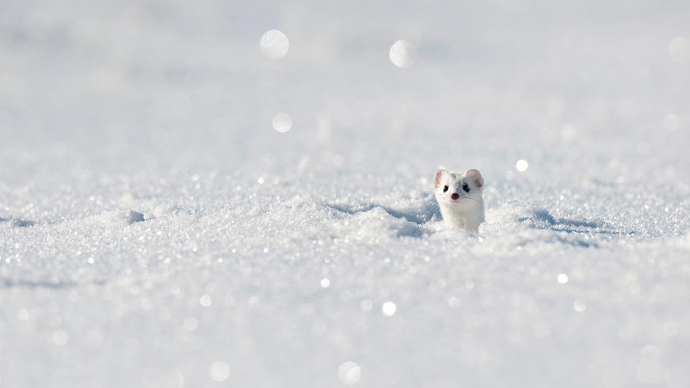 Stoat Aka Ermine In The Jura Mountains France Wallpaper By
