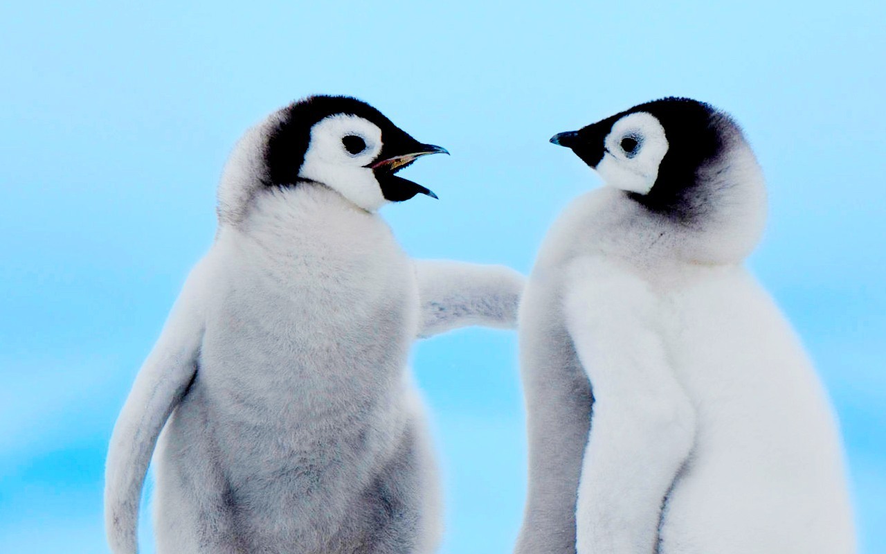 cute penguin wallpapers 1280x800