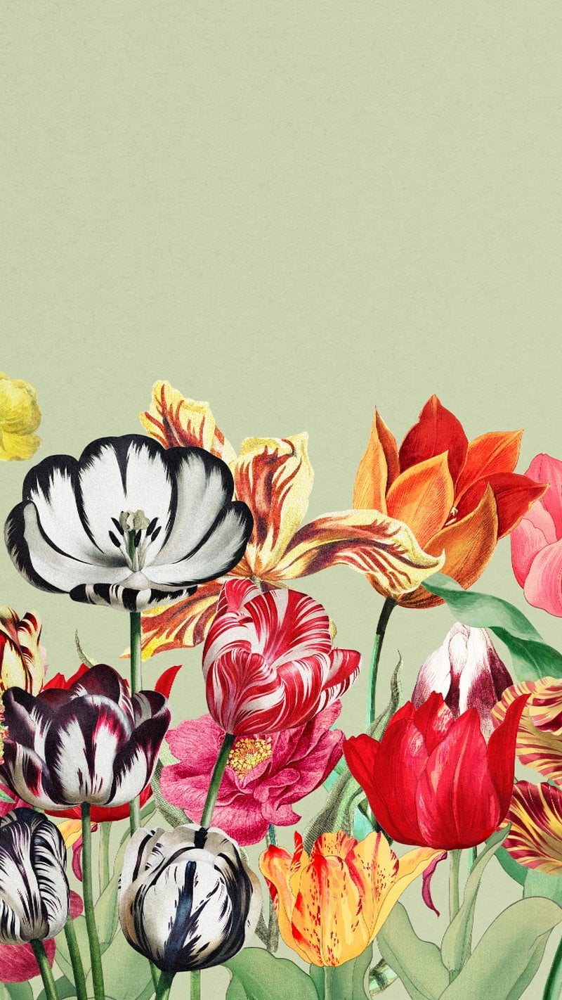 Tulips iPhone Wallpaper Image