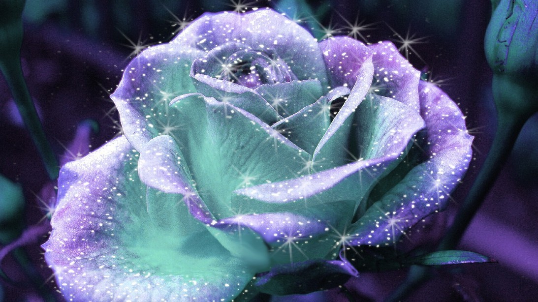 Sparkle Rose Beautiful Pictures Photo