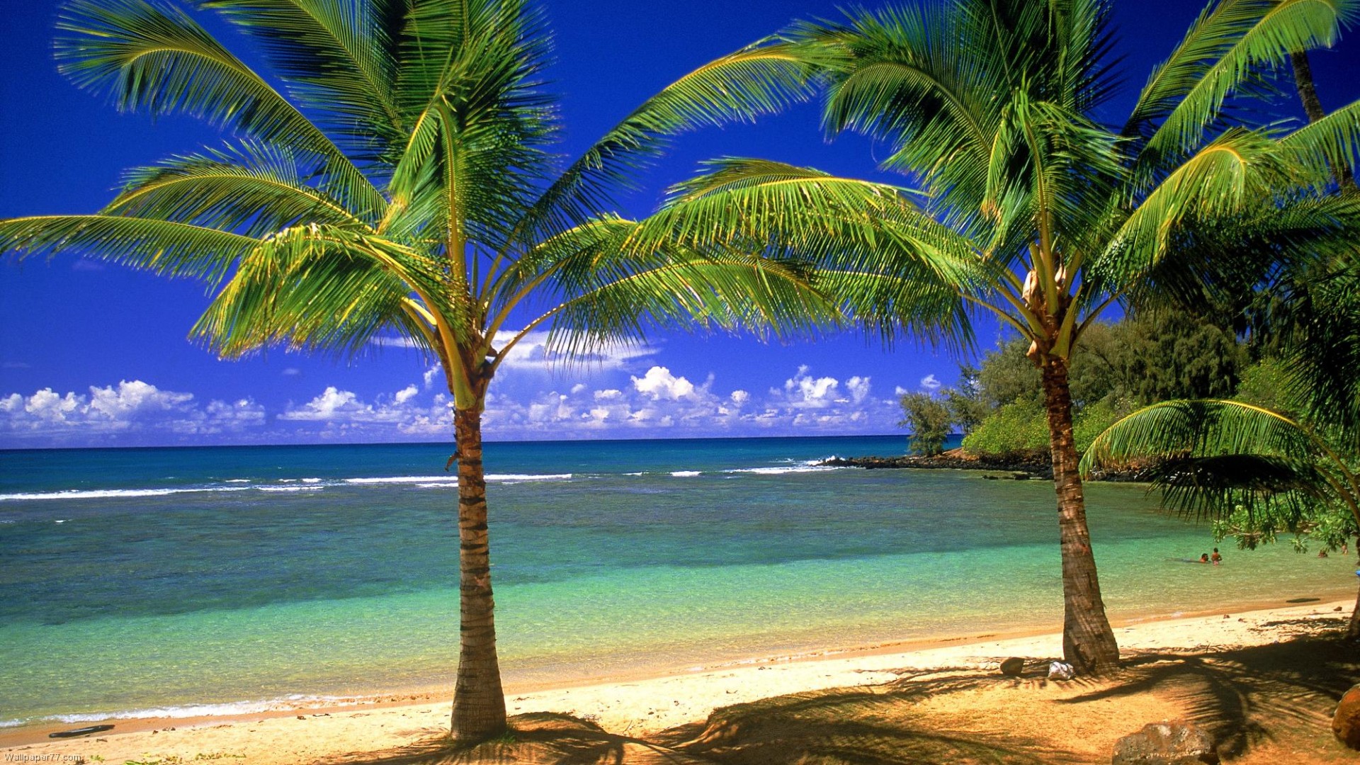 Beach Landscape Palms Wallpaper