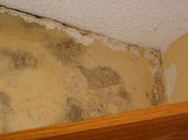 Wallpaper Discovered After The Removal Of Mold Loves
