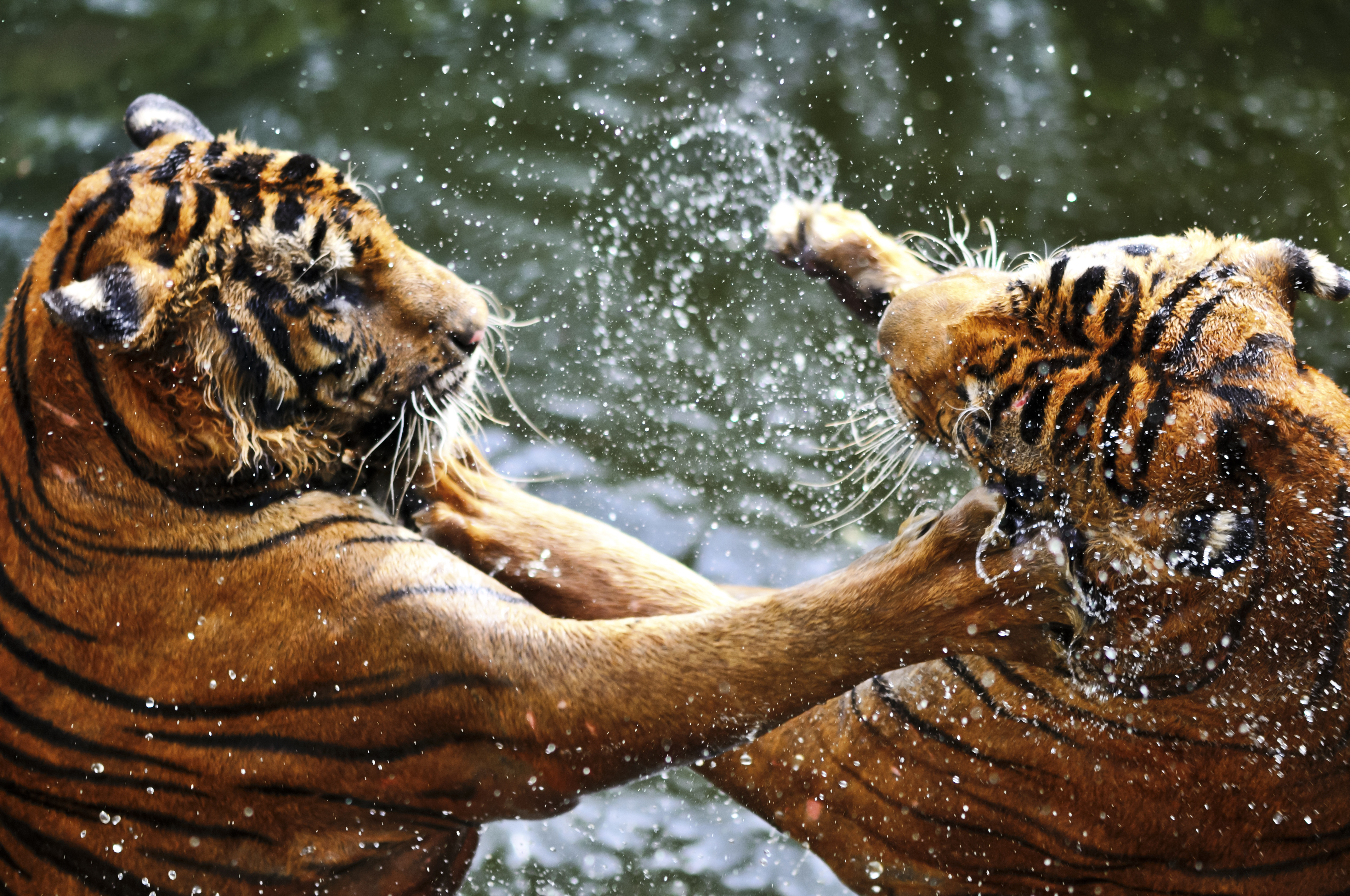 Tigers HD Wallpaper