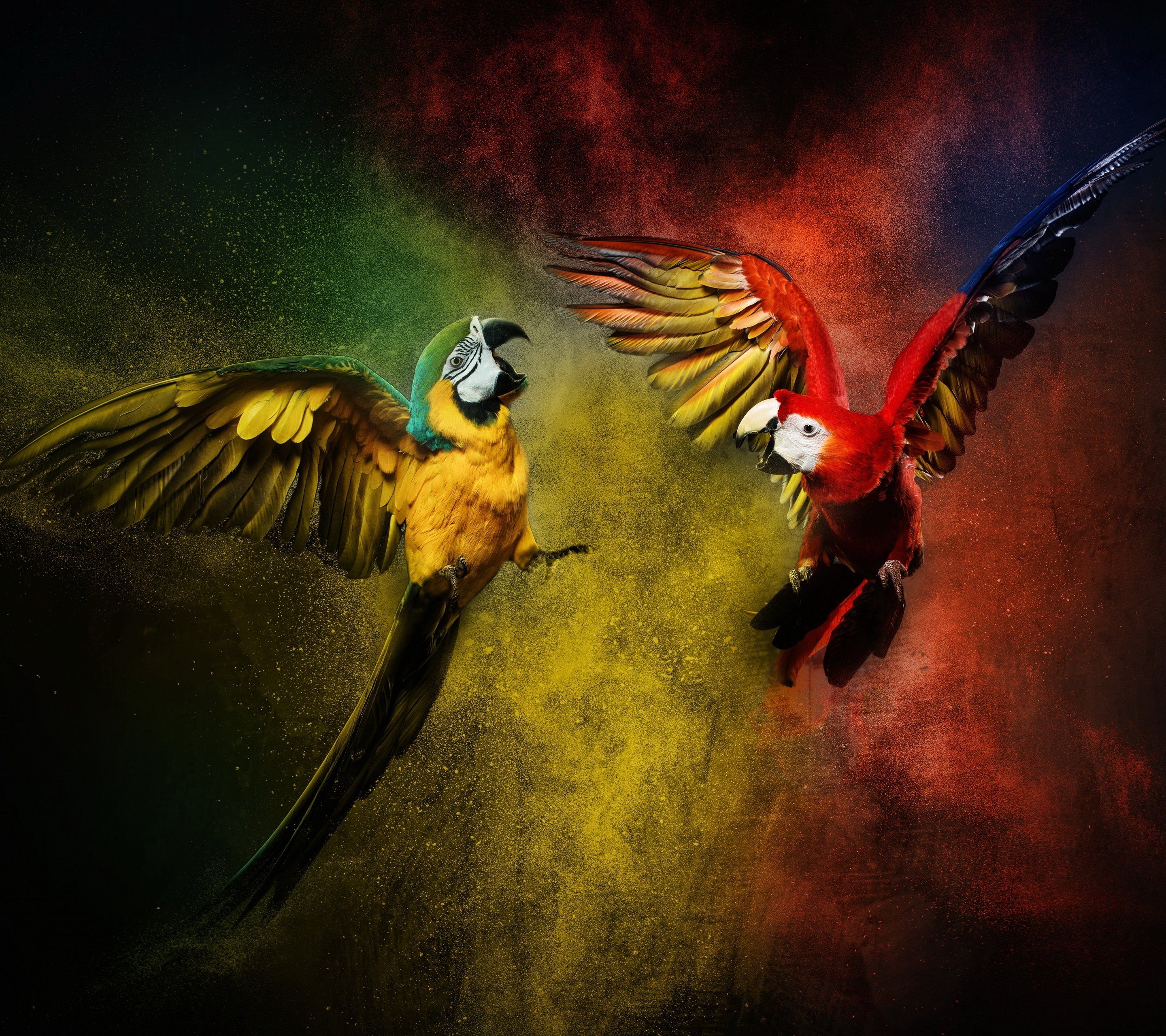 Parrots Wallpaper On