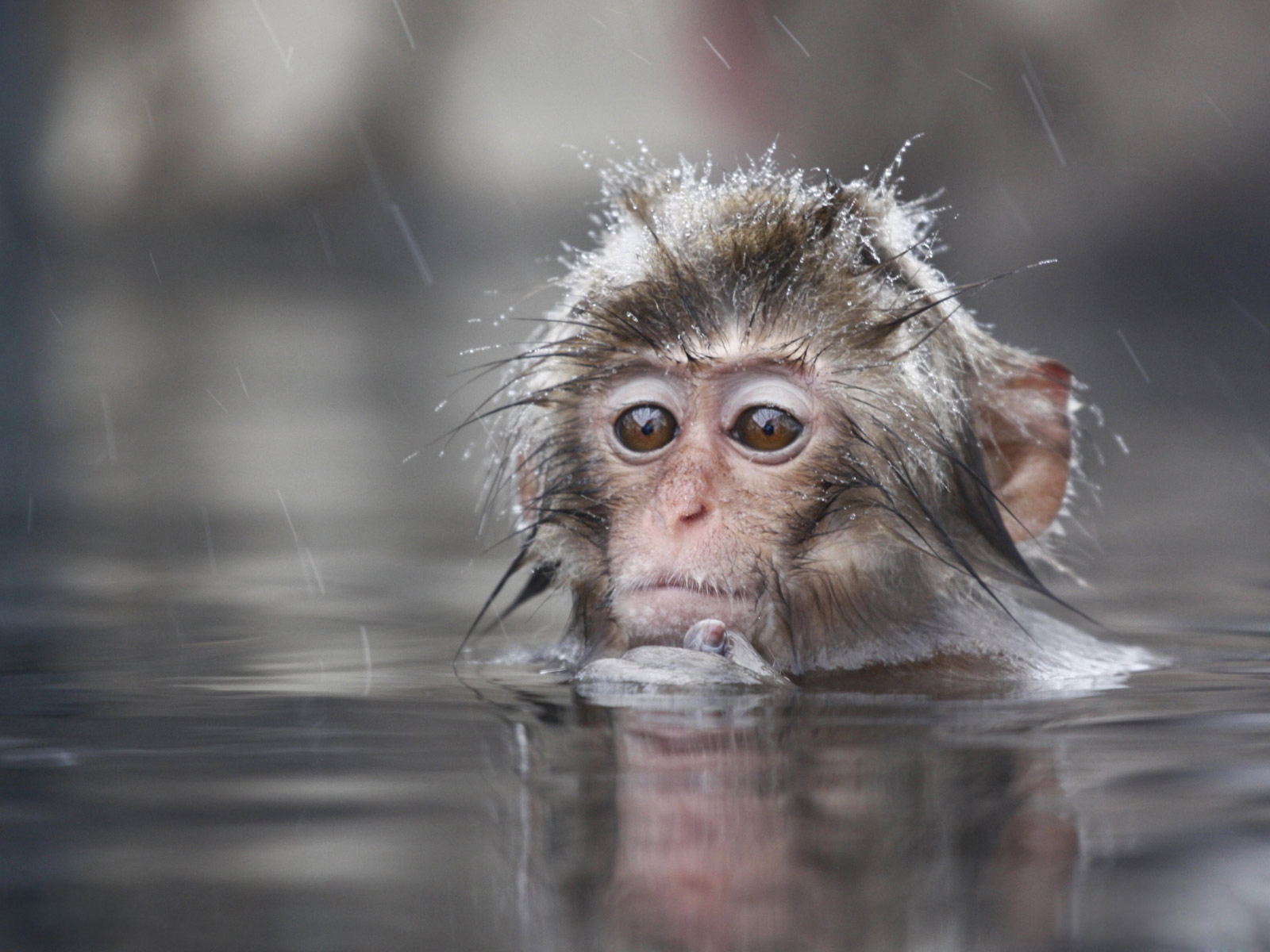 Cute Monkey Wallpaper Animal Desktop Background