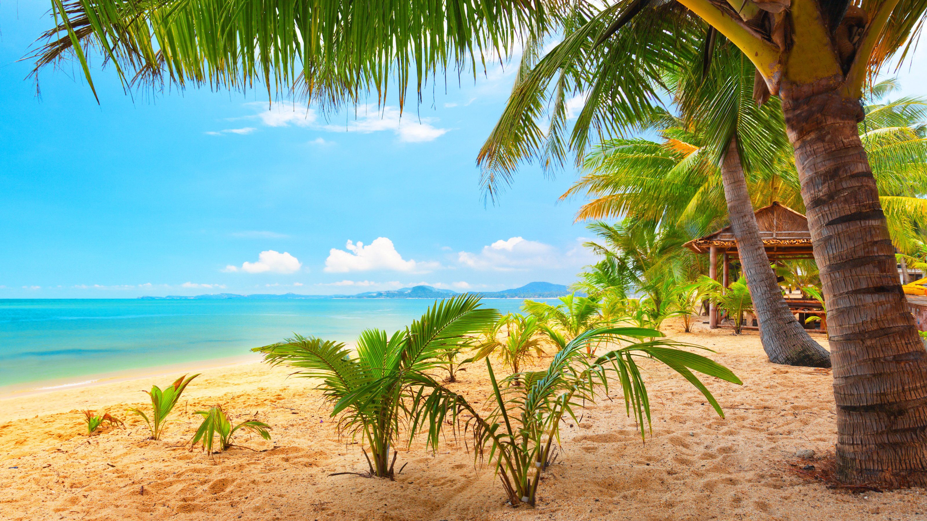 Sand Sea Palm Trees Summer Beach Sun Wallpaper Background