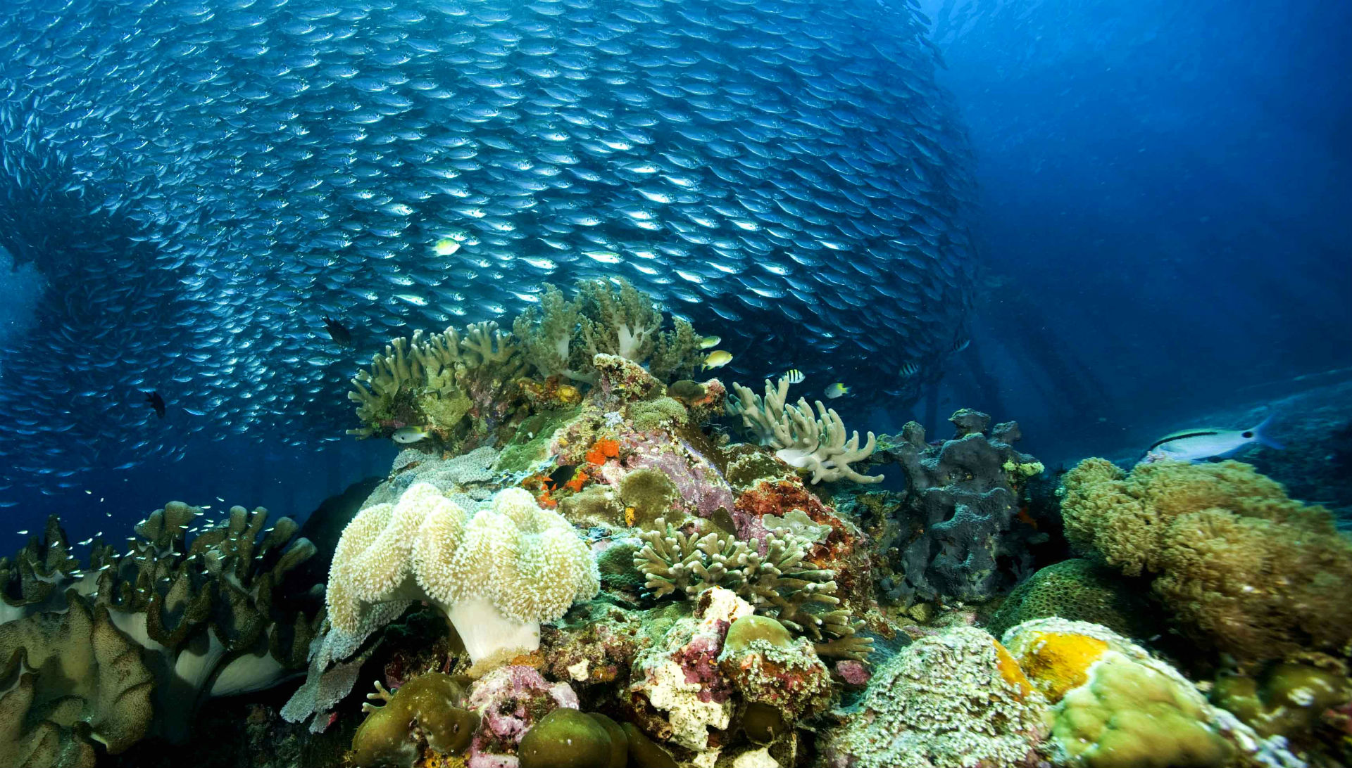 Ocean Sea Nature Coral Reef Tropical School Wallpaper Background