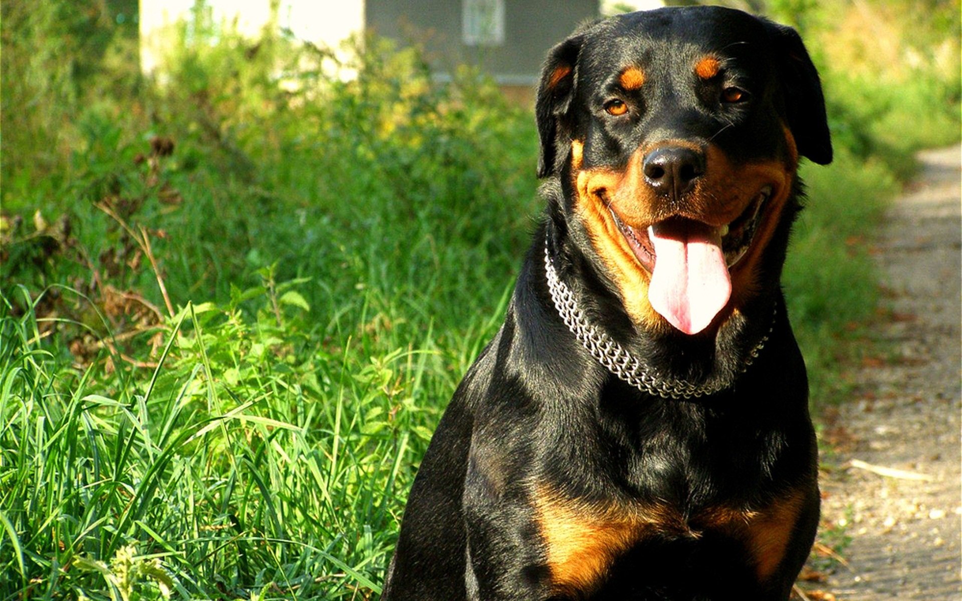 Rottweiler HD wallpapers Animal Planet HD