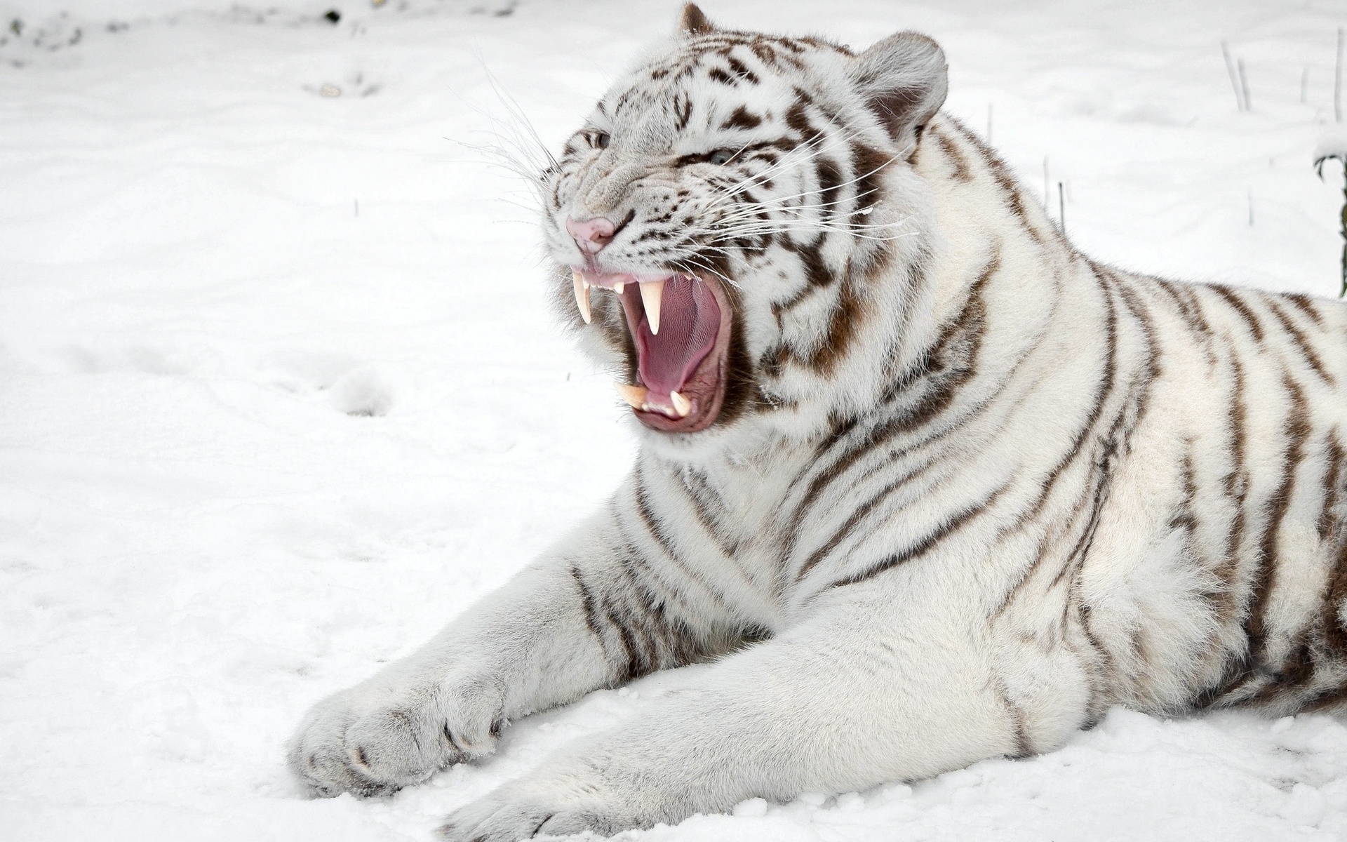 White Siberian Tiger Wallpaper HD Roaring
