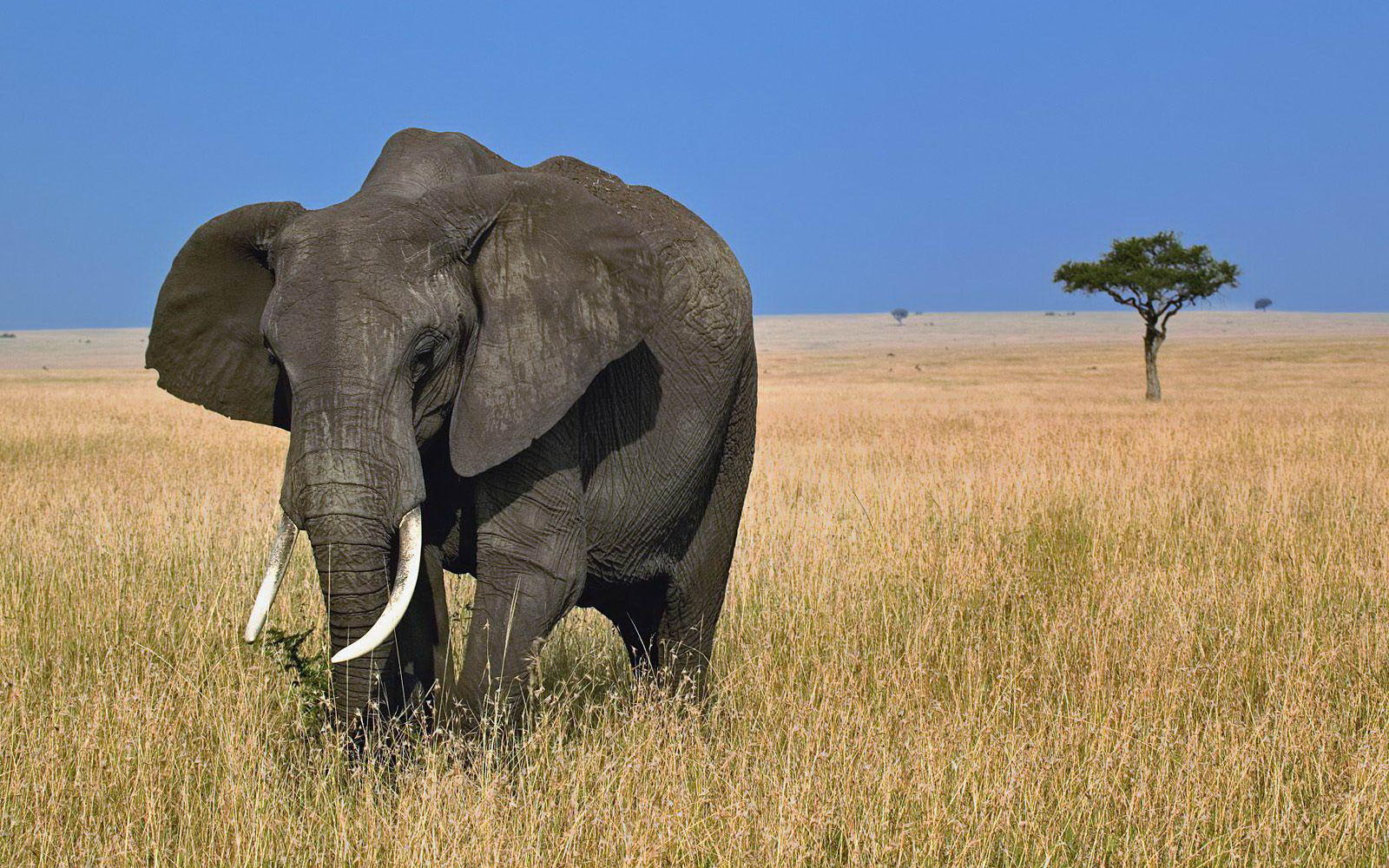 Tag African Elephant Wallpaper Background Photos Image And