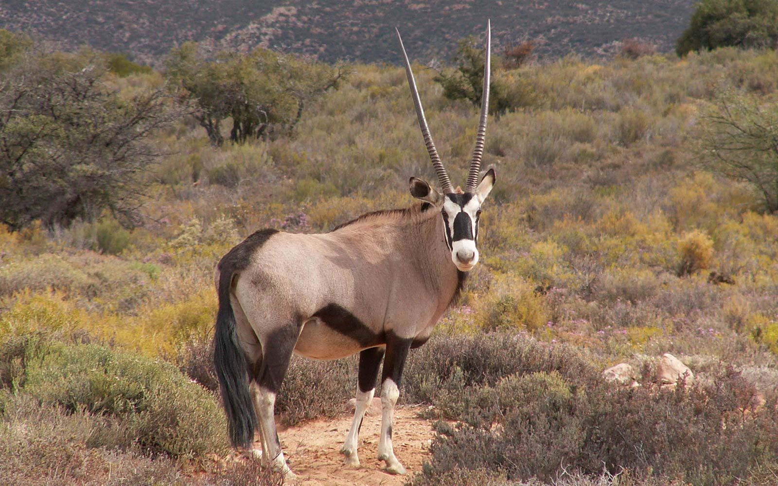 Oryx Wallpaper And Background Animals African
