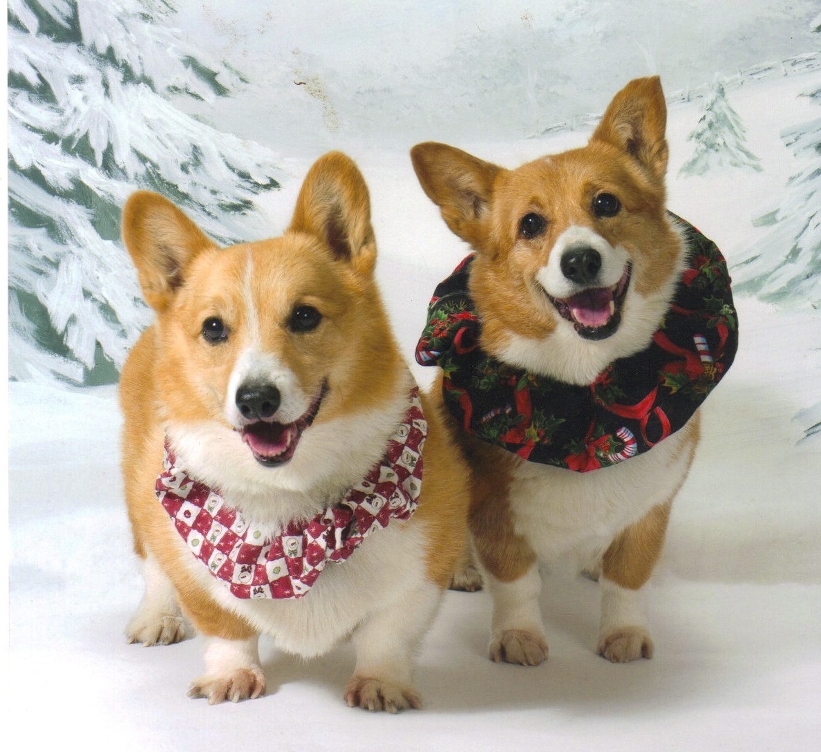 Cowboy And Priya Our Corgi Friends From Massachusetts Sent Us This