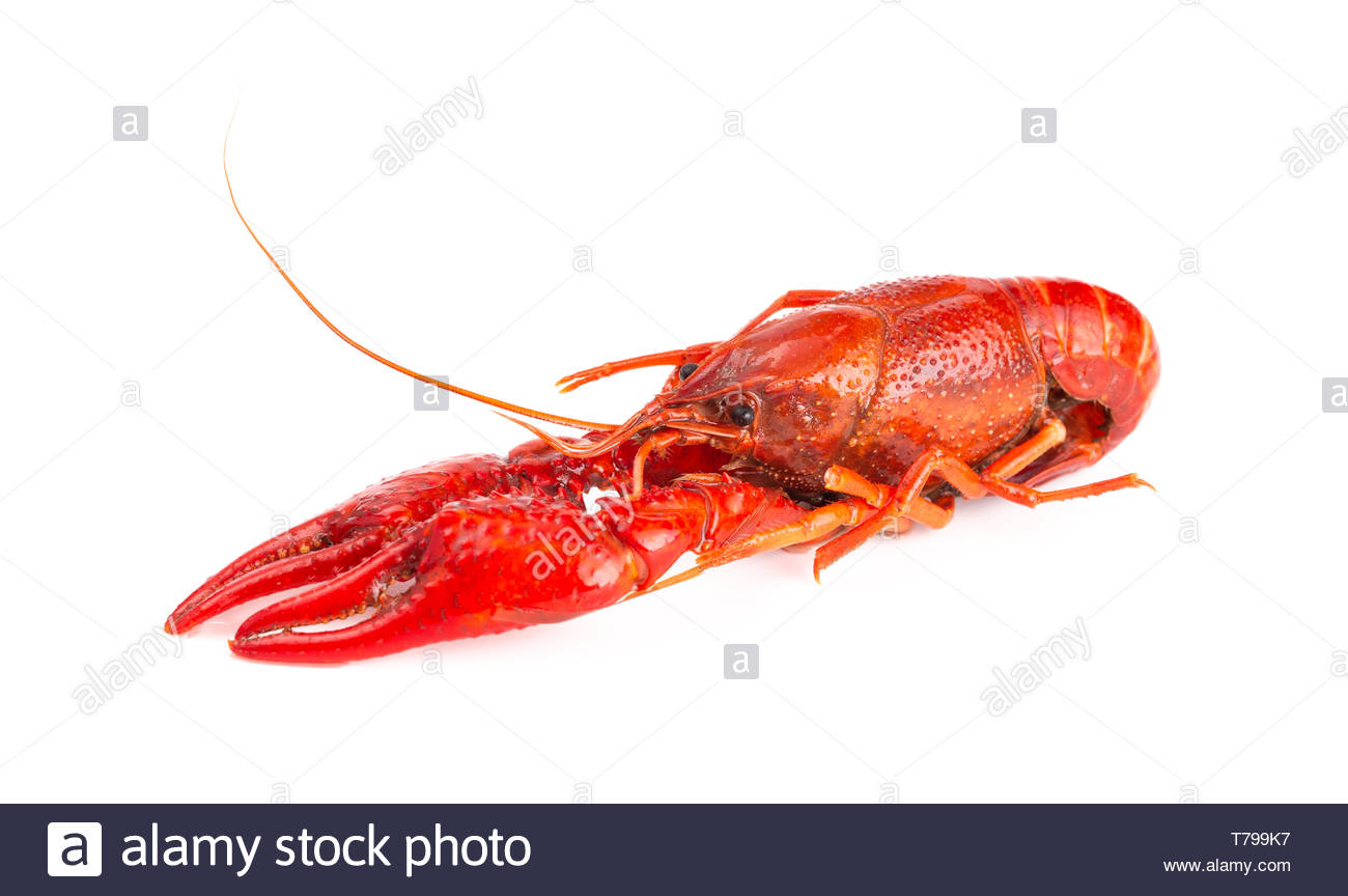 Cooked Red Crawfish Isolated On A White Background Stock Photo