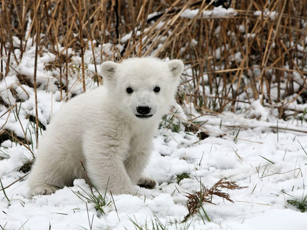 Polar Bear Baby Desktop Wallpaper