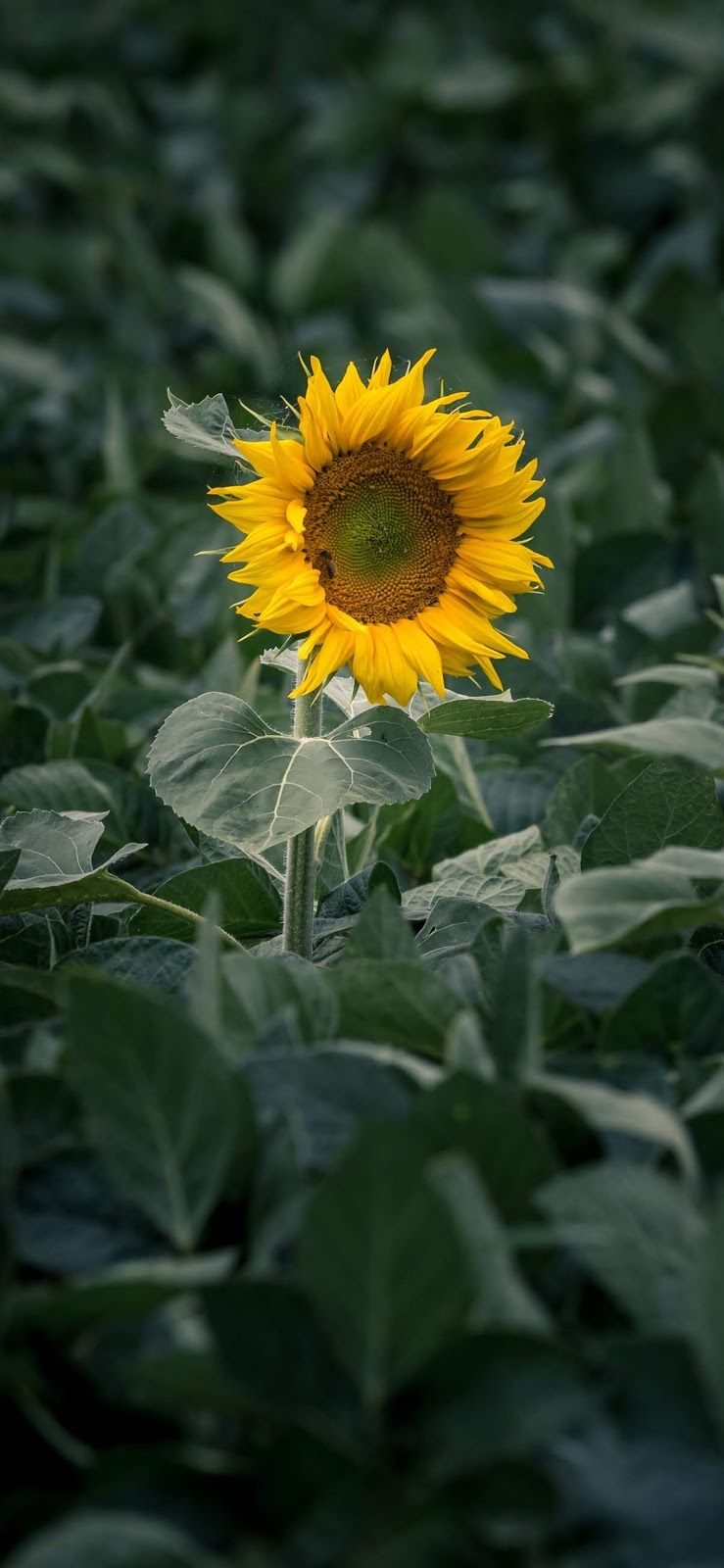 Lonely Sunflower iPhone Xs Max Wallpaper