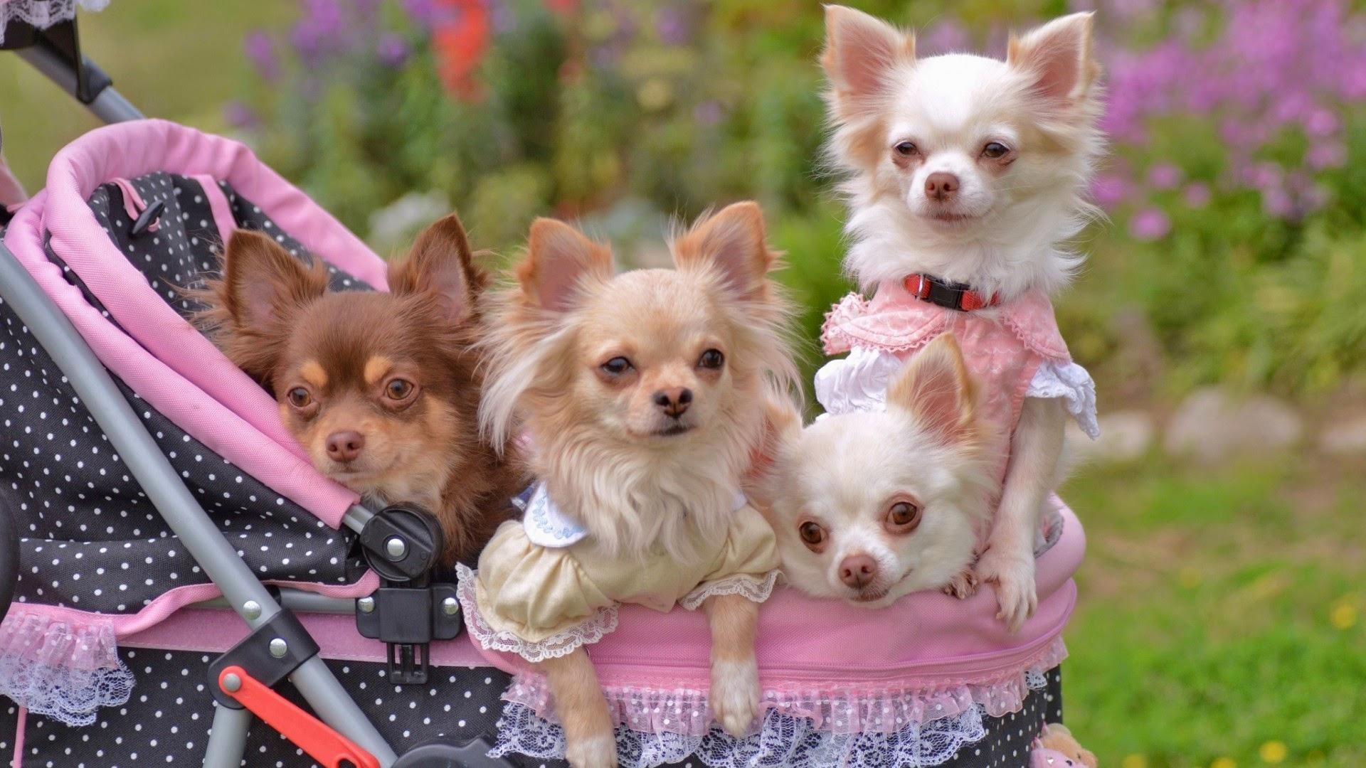 Chihuahua Wallpaper For Desktop