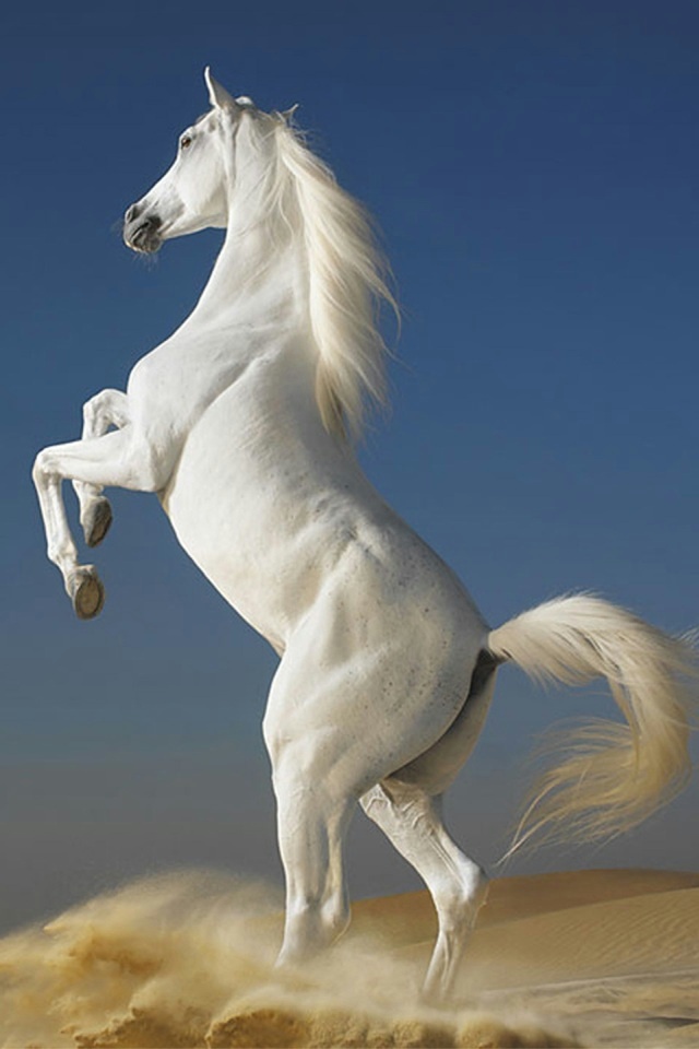 White Horse iPhone Wallpaper And 4s