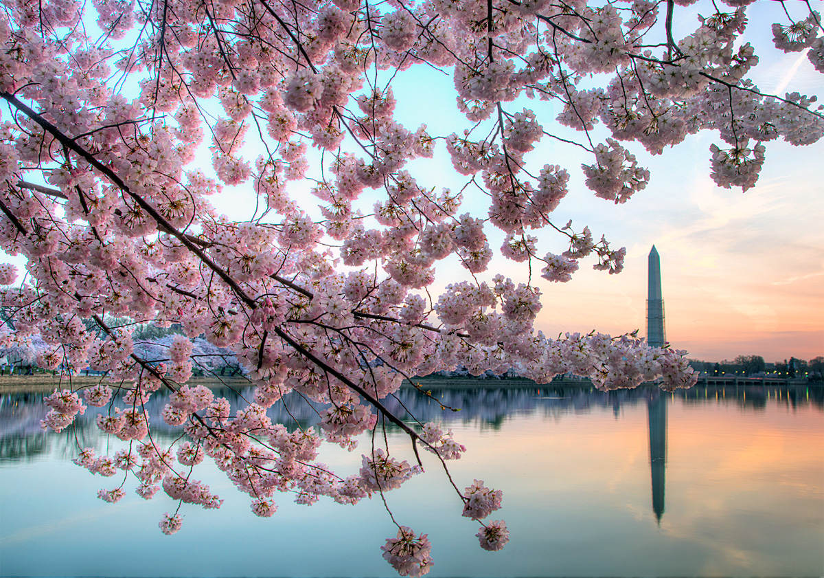 Displaying 20 Images For   Cherry Blossoms Dc 2014 1200x841